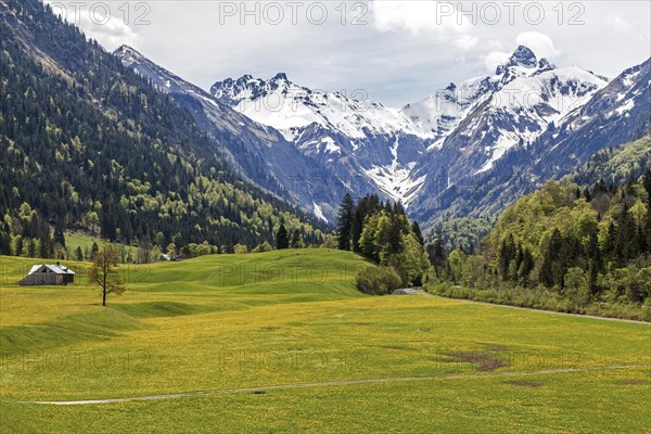 Landscape with yellow flowering meadow, behind Kratzer and Trettachspitze, Trettachtal, near Gottenried, Oberstdorf, Oberallgaeu, Allgaeu, Bavaria, Germany, Europe