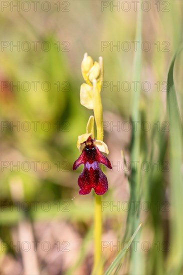 Close up at a Fly orchid (Ophrys insectifera) in bloom on a meadow