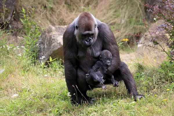 Western gorilla (Gorilla gorilla), adult, female, mother, young animal, baby, social behaviour, running, captive, western Africa