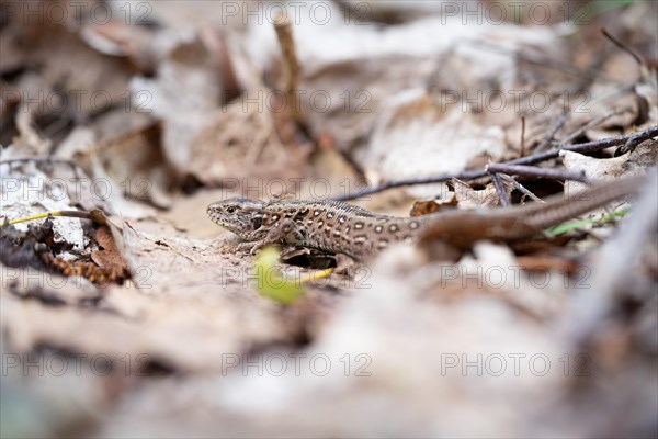 Sand lizard (Lacerta agilis), female animal well camouflaged and hidden in foliage, Wahner Heide nature reserve, North Rhine-Westphalia, Germany, Europe