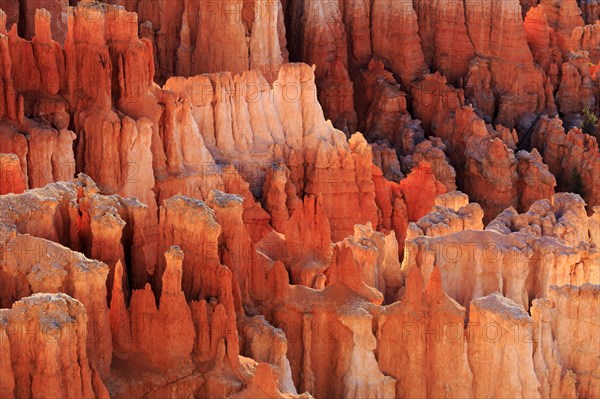 The rocks shimmer in shades of Orange and Red, while deep shadows form contrasts, Bryce Canyon National Park, North America, USA, South-West, Utah, North America