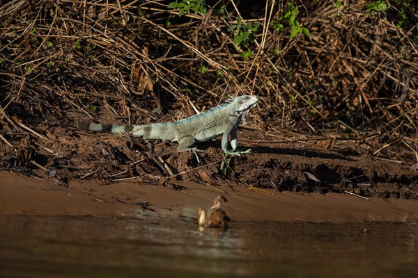 Green iguana (Iguana iguana) Pantanal Brazil