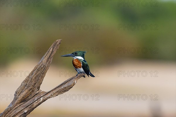 Green Kingfisher (Chloroceryle americana) Pantanal Brazil