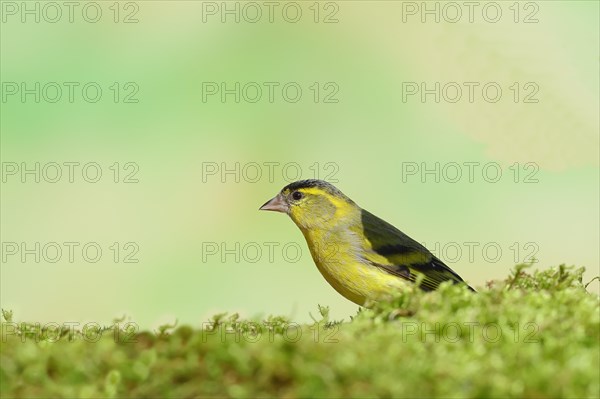 Eurasian siskin (Carduelis spinus), male sitting on moss, mossy ground, Wilnsdorf, North Rhine-Westphalia, Germany, Europe