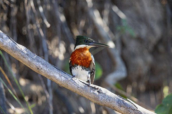 Green Kingfisher (Chloroceryle americana) Pantanal Brazil