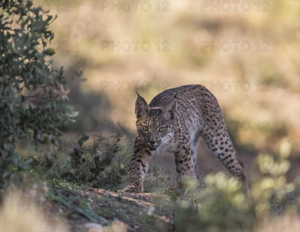 Iberian lynx young animal, Iberian lynx (Lynx pardinus), Extremadura, Castilla La Mancha, Spain, Europe