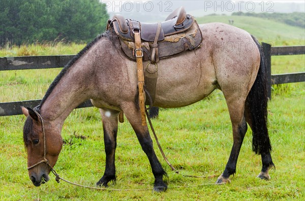 Beautiful horse in native field on rainy day, Cambara do sul, Rio Grande do sul, Brazil, South America