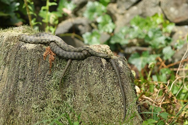 Dice Snake (Natrix tessellata) Pair of animals lying entwined on a tree stump, Hesse, Germany, Europe