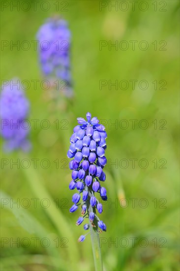 Grape hyacinths (Muscari botryoides), spring, early bloomers, Wilnsdorf, North Rhine-Westphalia, Germany, Europe