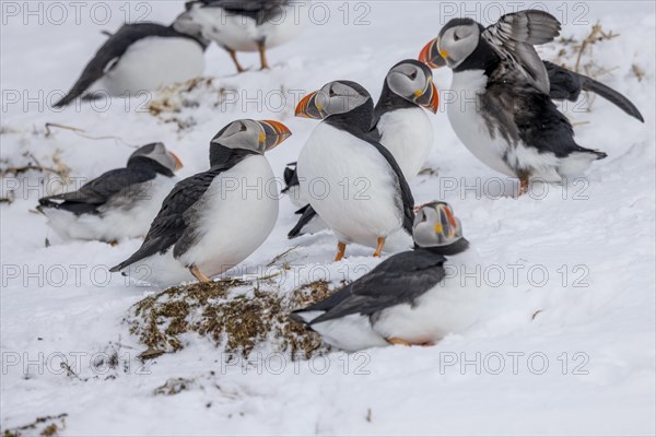 Puffin (Fratercula arctica), group in the snow, Hornoya, Hornoya, Varangerfjord, Finmark, Northern Norway