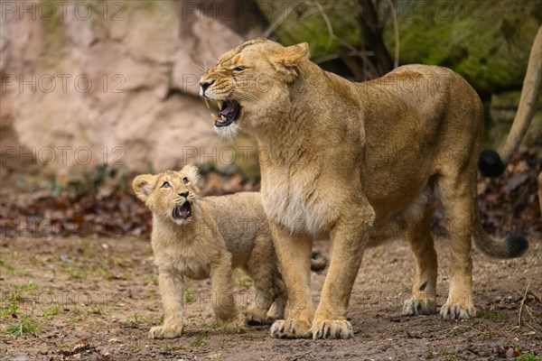 Asiatic lion (Panthera leo persica) lioness with her cub, captive, habitat in India