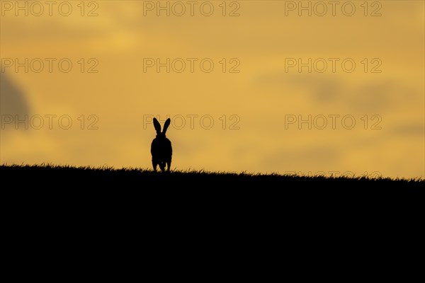 European brown hare (Lepus europaeus) adult animal running in a farmland cereal crop at sunset, England, United Kingdom, Europe