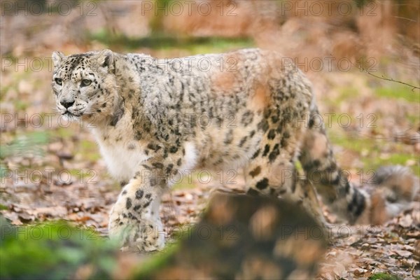 Snow leopard (Panthera uncia) sneaking through the forest, captive, habitat in Asia