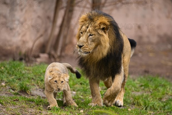 Asiatic lion (Panthera leo persica) male playing with a cute cub, captive, habitat in India