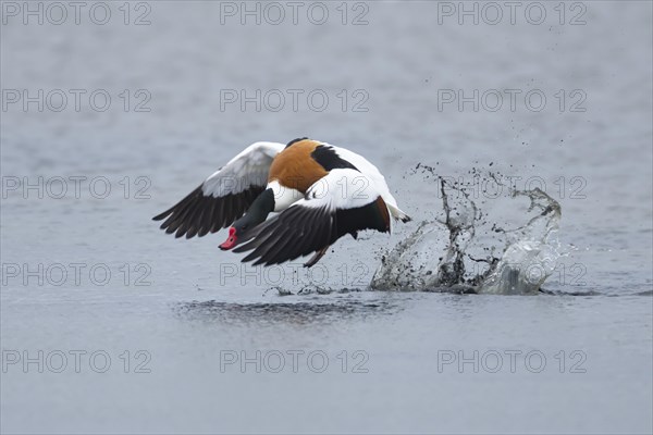 Common shelduck (Tadorna tadorna) adult bird taking off from a lagoon, England, United Kingdom, Europe