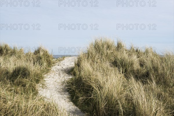 European marram grass (Ammophila arenaria) on dune and beach, Wadden Sea, Schillig, Wangerland, East Frisia, Lower Saxony, Germany, Europe