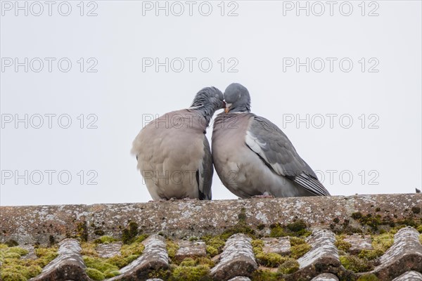 Wood pigeon (Columba palumbus) two adult birds courting on a rooftop, England, United Kingdom, Europe