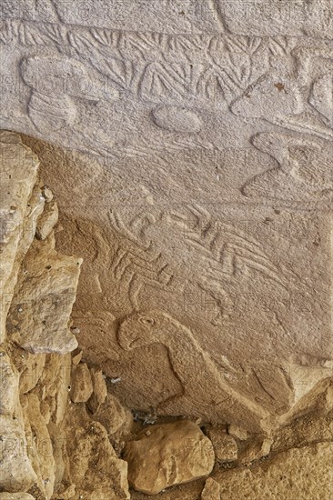 Gobekli Tepe neolithic archaeological site dating from 10 millennium BC, Massive stone pillars with sculptural relief of wild animals, Potbelly Hill, Sanliurfa, Turkey, Asia