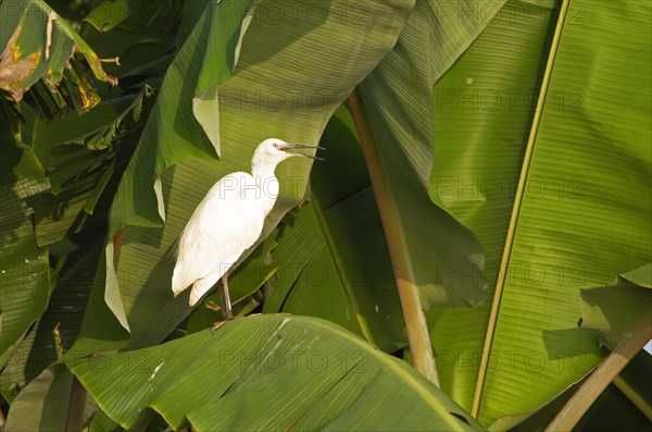 Cattle egret (Bubulcus ibis) on a Banana, Backwaters, Kumarakom, Kerala, India, Asia