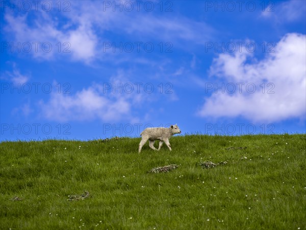 A lamb on the dyke on the natural beach at Hilgenriedersiel on the North Sea coast, Hilgenriedersiel, East Frisia, Lower Saxony, Germany, Europe