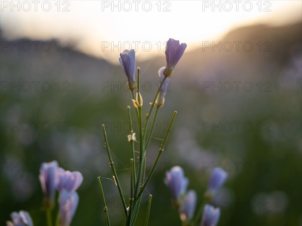 Meadowfoam (Cardamine pratense), Leoben, Styria, Austria, Europe