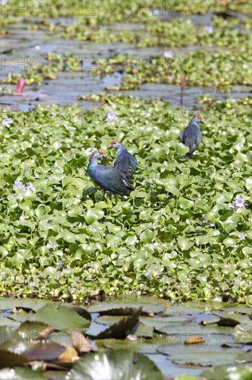 Grey-headed swamphens (Porphyrio porphyrio) on water hyacinths, Backwaters, Kumarakom, Kerala, India, Asia