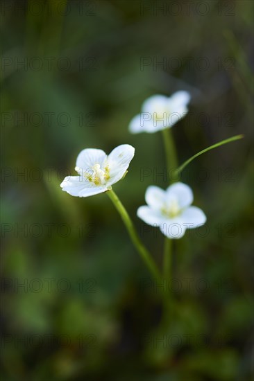 Marsh grass of Parnassus (Parnassia palustris) blooming in the mountains at Hochalpenstrasse, Pinzgau, Salzburg, Austria, Europe