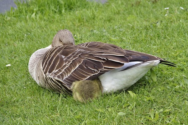 Greylag goose chicks, spring, Germany, Europe