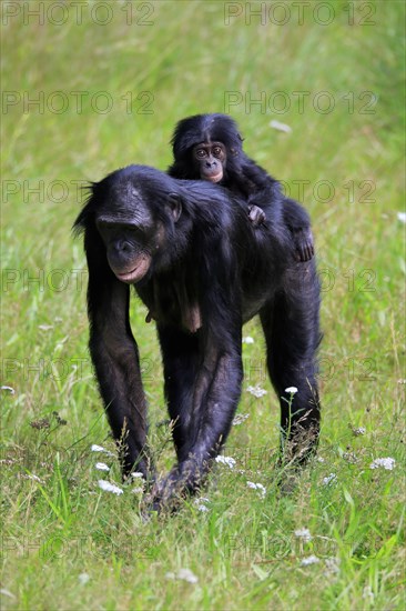 Bonobo, bonobo (Pan Paniscus), female, adult, young animal, foraging, Great ape, Primate, chimpanzee, captive