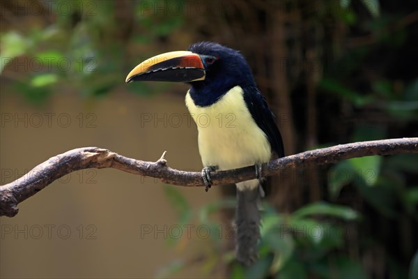 Green aracari (Pteroglossus viridis), adult, on tree, captive, South America