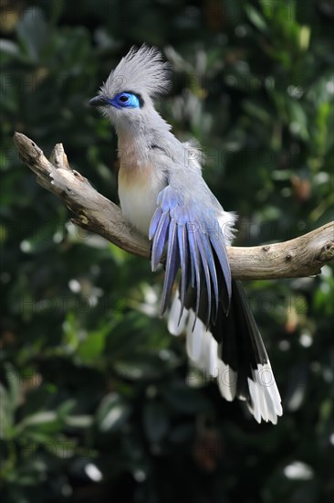 Crested coua (Coua cristata), Crested coua, adult, perch, captive, Madagascar, Africa