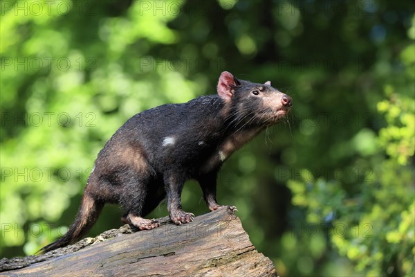 Tasmanian devil (Sarcophilus harrisii), adult, vigilant, on tree trunk, captive, Tasmania, Australia, Oceania