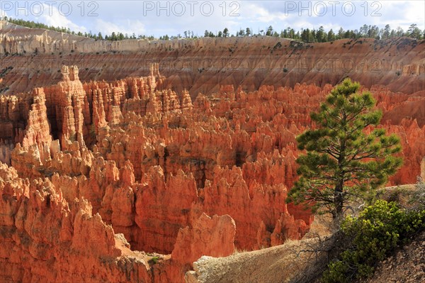 Panoramic view of a landscape with rock needles and scattered trees, Bryce Canyon National Park, North America, USA, South-West, Utah, North America