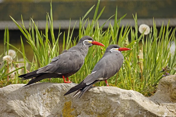 Inca Tern (Larosterna inca), endangered