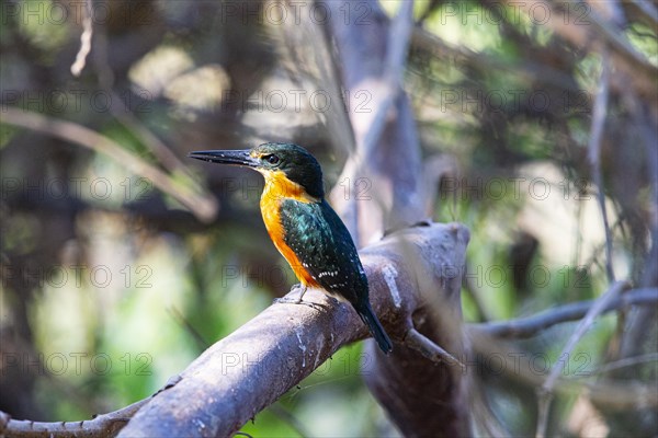 Two-coloured Kingfisher (Chloroceryle india) Pantanal Brazil