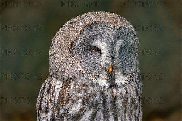 Great Grey Owl (Strix nebulosa)