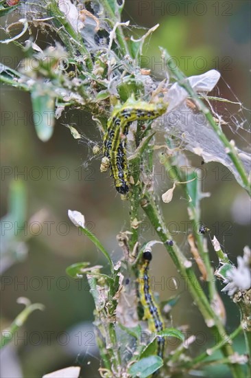 Box tree moth (Buxus sempervirens), spring, Germany, Europe