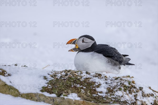 Puffin (Fratercula arctica), in the snow, open beak, Hornoya, Hornoya, Varangerfjord, Finmark, Northern Norway