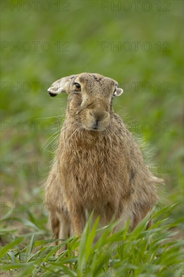 European brown hare (Lepus europaeus) adult animal in a farmland cereal crop, England, United Kingdom, Europe