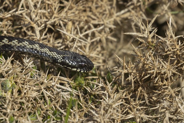 European adder (Vipera berus) adult snake on a gorse bush, England, United Kingdom, Europe