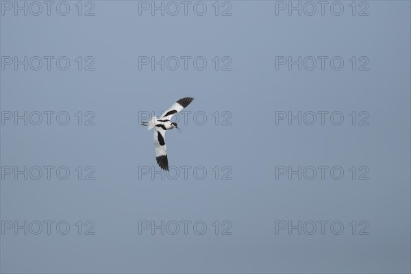 Pied avocet (Recurvirostra avosetta) adult bird calling in flight, England, United Kingdom, Europe