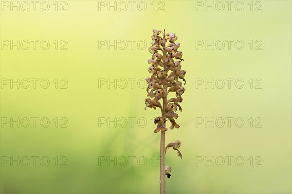 Bird's-nest orchid (Bird's-nest orchid nidus-avis), inflorescence with light reflections of the sun in the background, Hohenschwangau, Allgaeu, Bavaria, Germany, Europe