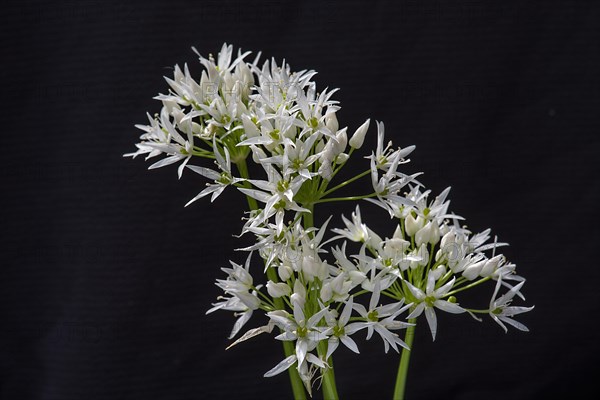 Wild garlic blossoms (Allium ursinum) on a black background, Bavaria, Germany, Europe