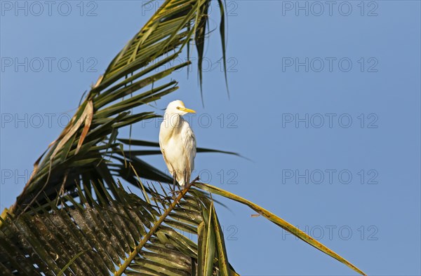 Cattle egret (Bubulcus ibis) on a Palm tree, Backwaters, Kumarakom, Kerala, India, Asia