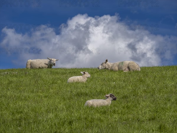 Sheep and lambs on the dyke at Hilgenriedersiel natural beach on the North Sea coast, Hilgenriedersiel, East Frisia, Lower Saxony, Germany, Europe