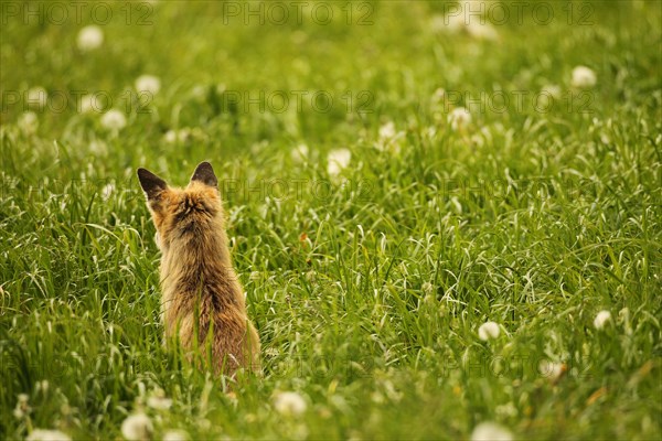 Fox (Vulpes vulpes) looking for fawns (Capreolus capreolus) in tall grass with faded common dandelion (Taraxacum) Allgaeu, Bavaria, Germany, Europe