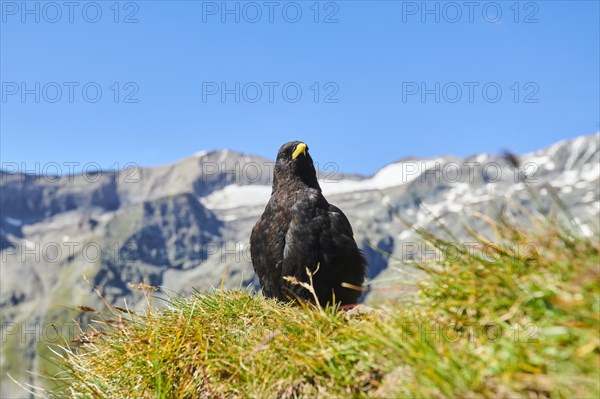 Yellow-billed chough (Pyrrhocorax graculus) sitting on a meadow in the mountains at Hochalpenstrasse, Pinzgau, Salzburg, Austria, Europe