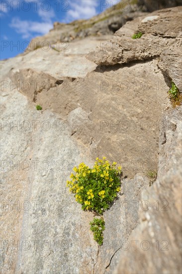 Yellow mountain saxifrage (Saxifraga aizoides) blooming in the mountains at Hochalpenstrasse, Pinzgau, Salzburg, Austria, Europe