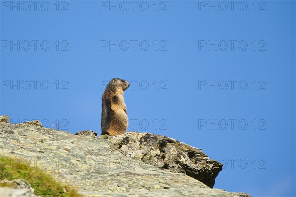 Alpine marmot (Marmota marmota) on a rock in summer, Grossglockner, High Tauern National Park, Austria, Europe