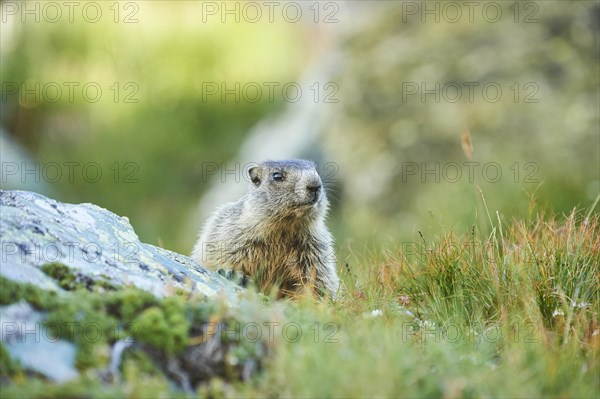 Alpine marmot (Marmota marmota) youngster on a rock in summer, Grossglockner, High Tauern National Park, Austria, Europe